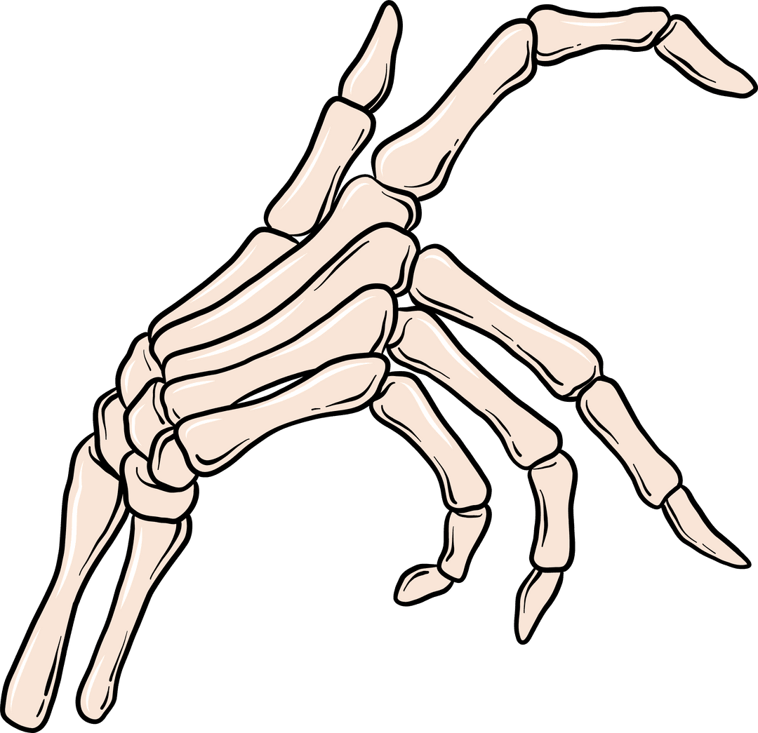 Stylized Transparent Skeleton Design Emphasizing Anatomy