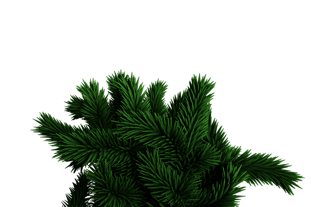 Dark Green Spruce Branches on Transparent Background for Xmas Designs