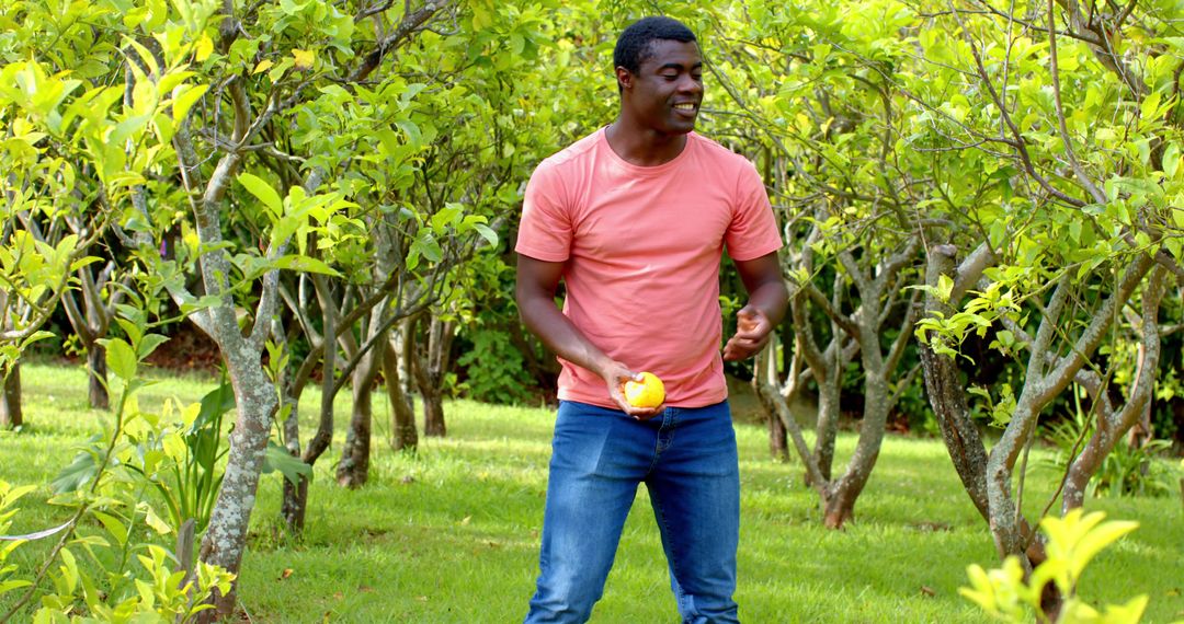 Man in Orchard Checking Ripeness of Orange Fruit in Sunny Day