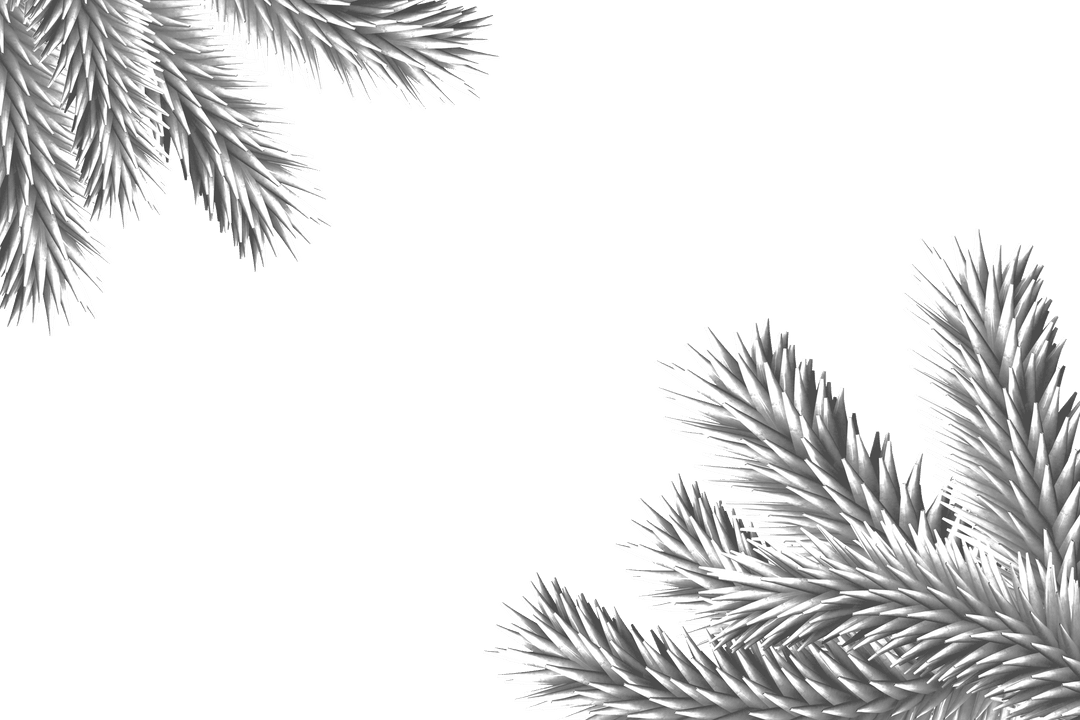 Snow-Covered Fir Branches on Transparent Background for Festive Designs