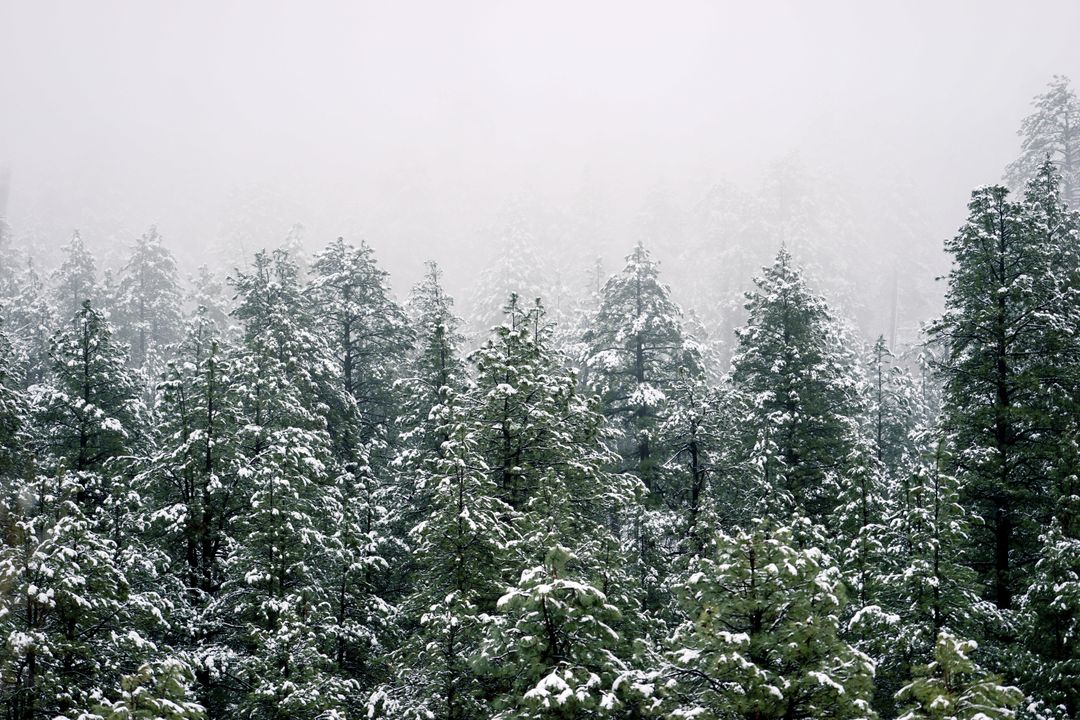 Snow Covered Pine Forest During Winter Fog - Free Images, Stock Photos and Pictures on Pikwizard.com