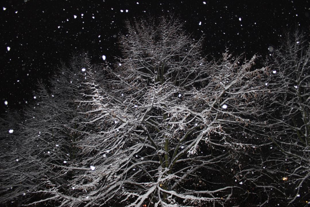 Snow Falling on Trees at Night - Free Images, Stock Photos and Pictures on Pikwizard.com