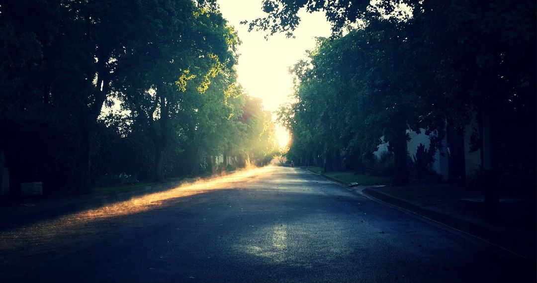 Sunlight Through Trees on Empty Residential Street in Early Morning - Free Images, Stock Photos and Pictures on Pikwizard.com