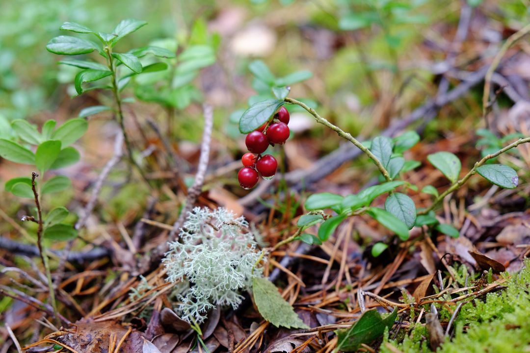 Red Lingonberries Growing in Forest Ground Cover - Free Images, Stock Photos and Pictures on Pikwizard.com