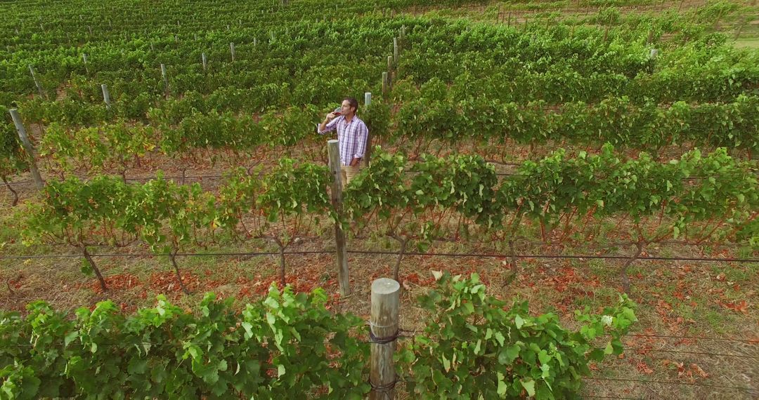 Man Drinking Wine Standing in Green Vineyard - Free Images, Stock Photos and Pictures on Pikwizard.com