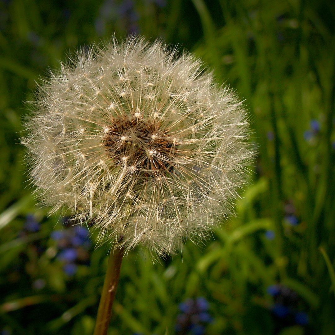 Dandelion in Focus Photography - Free Images, Stock Photos and Pictures on Pikwizard.com
