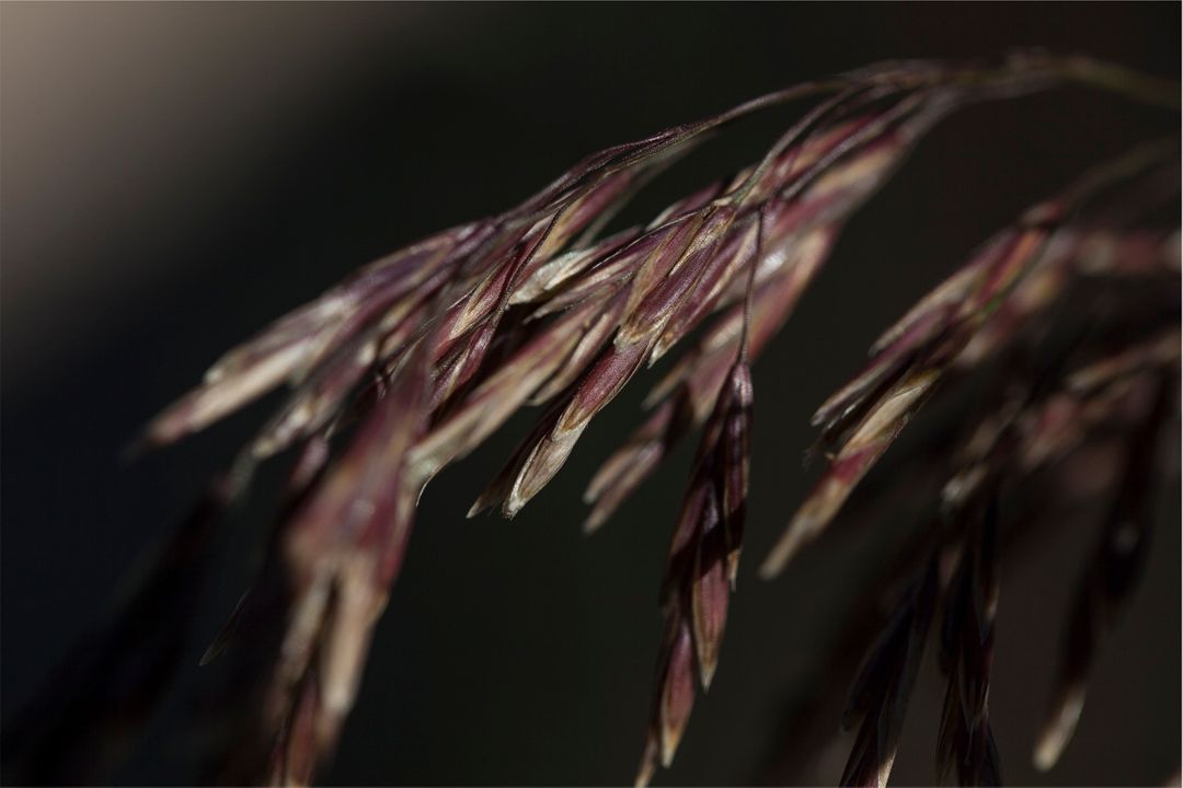 Close-Up of Dry Grass Blade with Dark Background - Free Images, Stock Photos and Pictures on Pikwizard.com