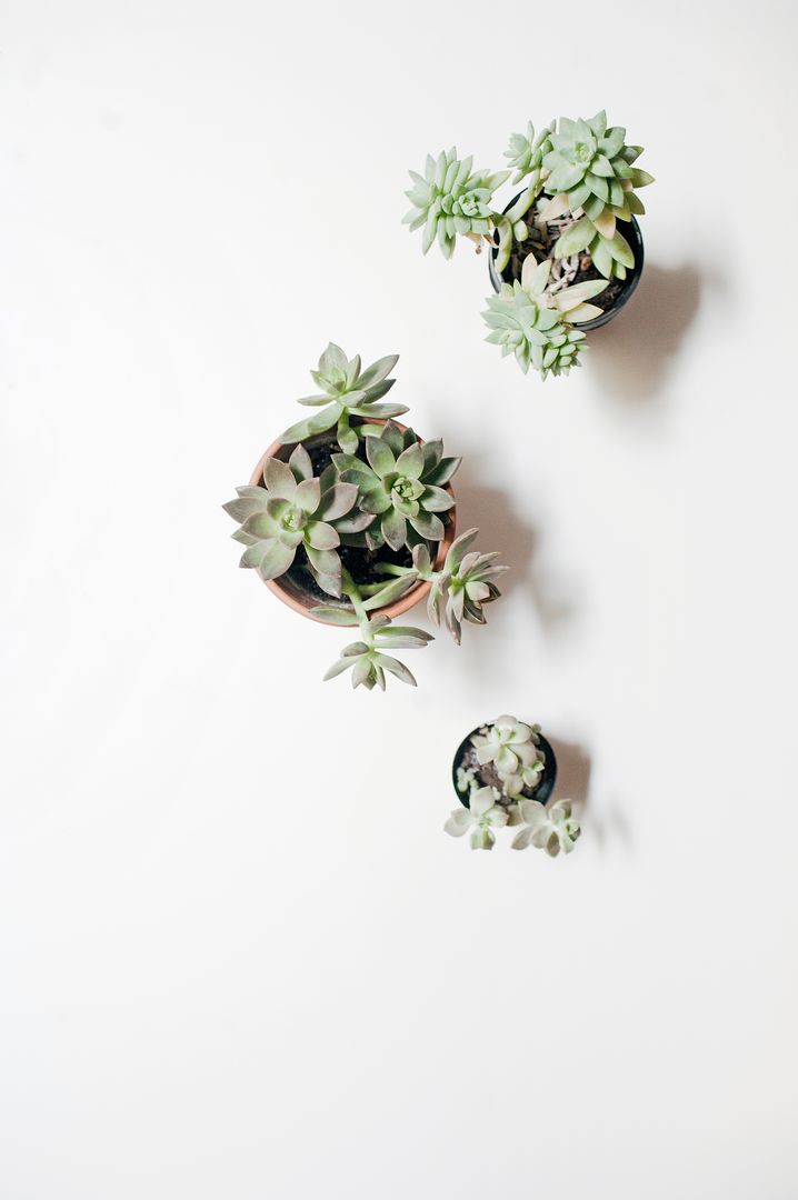 Minimalistic Top View of Succulent Plants on White Background - Free Images, Stock Photos and Pictures on Pikwizard.com