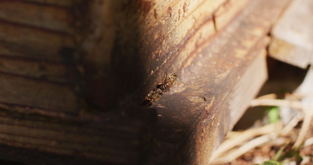 Close-up of Bees on Wooden Surface - Free Images, Stock Photos and Pictures on Pikwizard.com