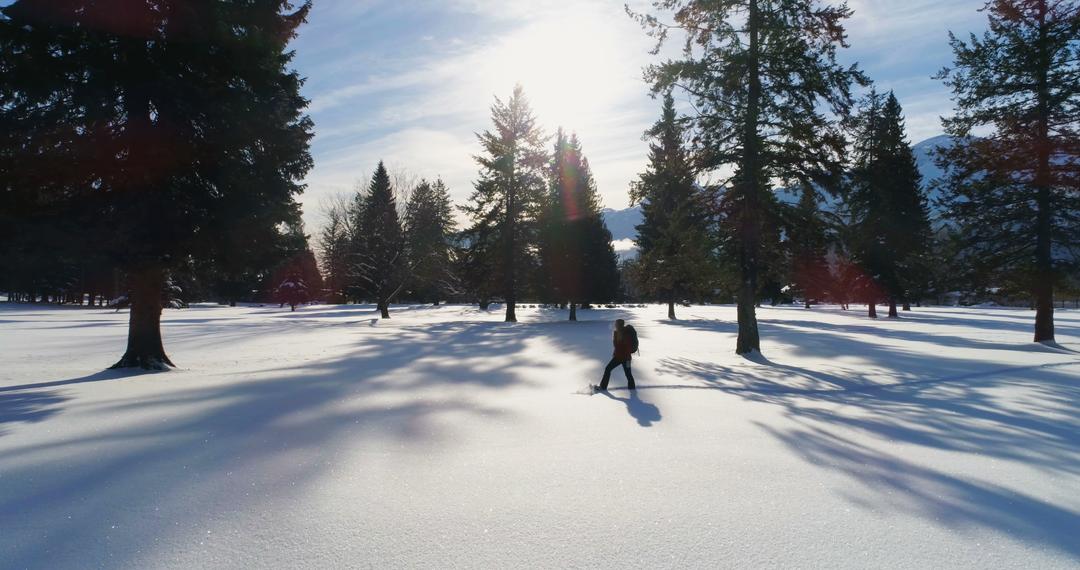 Solitary Figure Walking on Snow-Covered Landscape with Tall Pine Trees - Free Images, Stock Photos and Pictures on Pikwizard.com