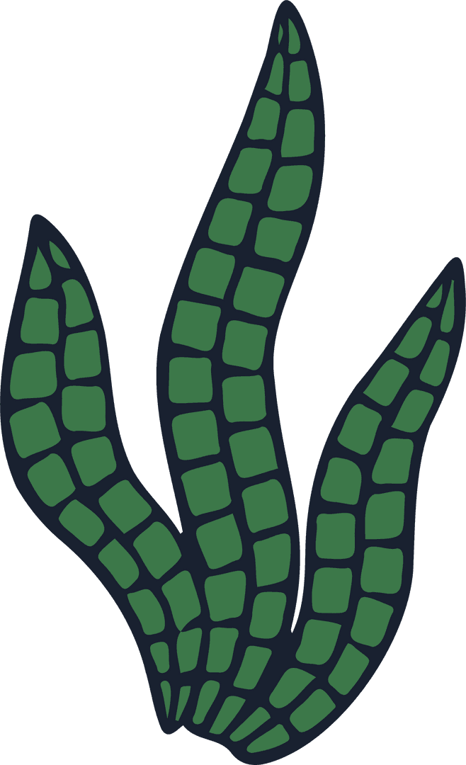 Minimalist Illustration Green Vector Succulent Transparent Background