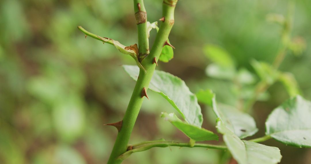 Close-Up of Thorny Rose Stem with Green Leaves in Garden - Free Images, Stock Photos and Pictures on Pikwizard.com