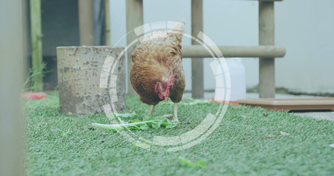 Brown Chicken in Farmyard Grazing on Green Leaves with Rusty Surroundings