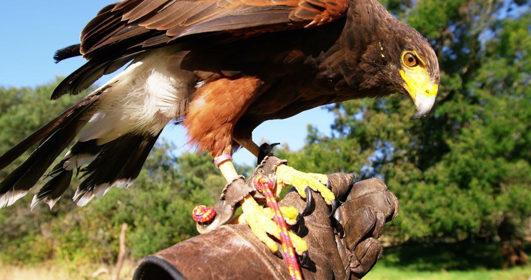 Close-Up of Hawk Perched on Falconer's Glove in Natural Setting - Free Images, Stock Photos and Pictures on Pikwizard.com