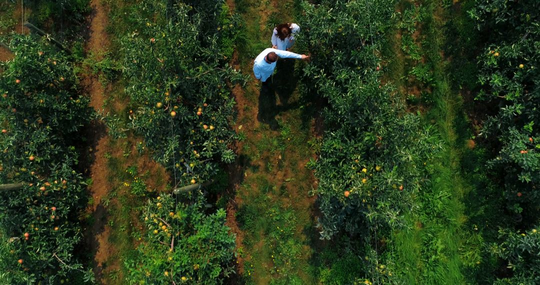 Aerial View of Farmers Examining Apple Trees in Orchard - Free Images, Stock Photos and Pictures on Pikwizard.com