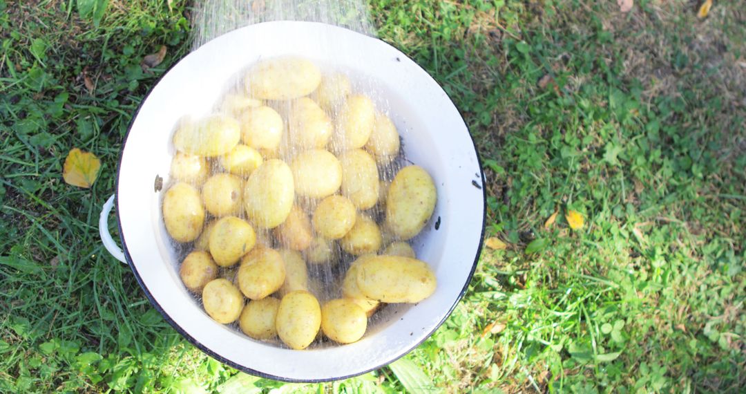 Fresh Potatoes Being Washed Outdoors in Colander - Free Images, Stock Photos and Pictures on Pikwizard.com