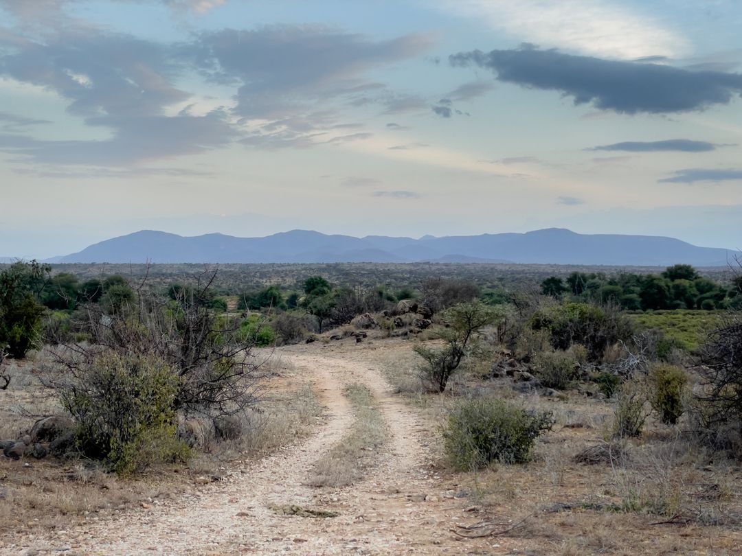 Dusty Safari Track Leading Through Arid Bushveld Toward Distant Blue Mountains at Dusk