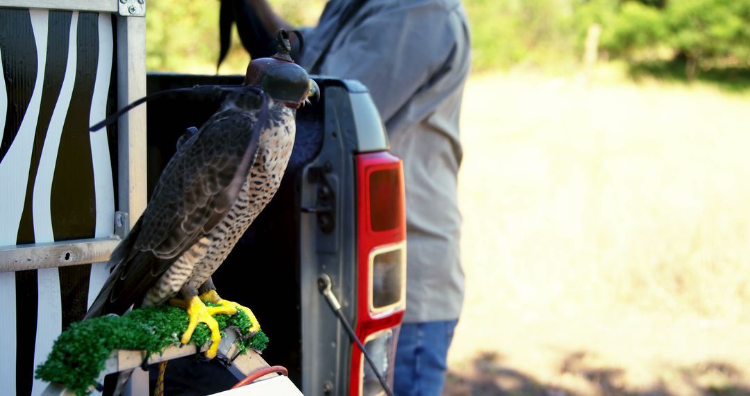 Trained Falcon Wearing Hood Perched on Structure Outdoors - Free Images, Stock Photos and Pictures on Pikwizard.com