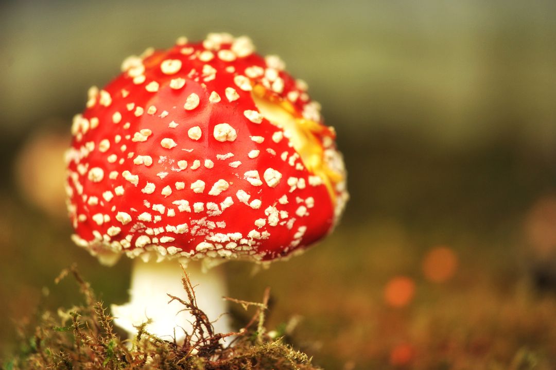 Close-up of Red Toadstool in Forest - Free Images, Stock Photos and Pictures on Pikwizard.com