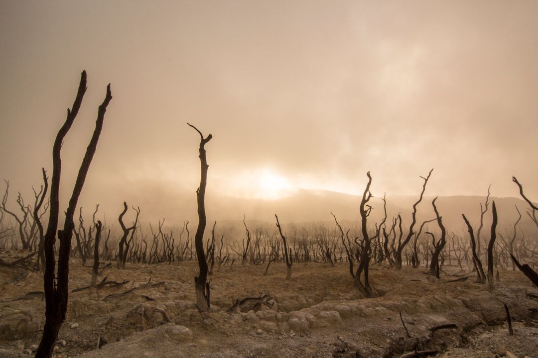 Desolate Landscape of Dead Trees and Misty Horizon at Sunrise - Free Images, Stock Photos and Pictures on Pikwizard.com
