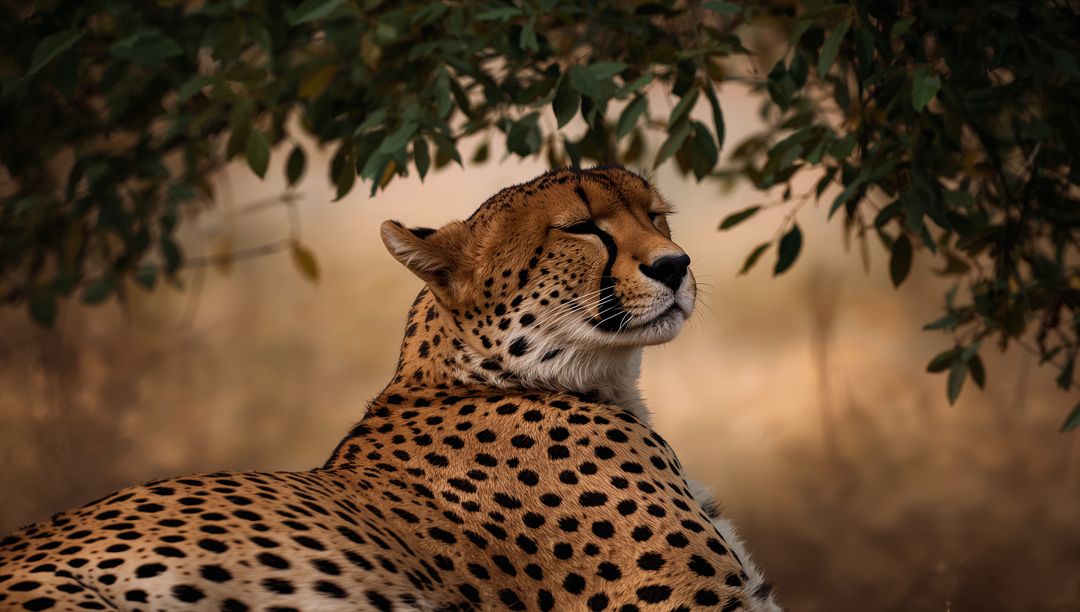 Serene Cheetah Resting Under Tree Shade