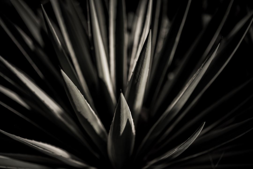 Dramatic Close-Up of Sharp Agave Plant - Free Images, Stock Photos and Pictures on Pikwizard.com