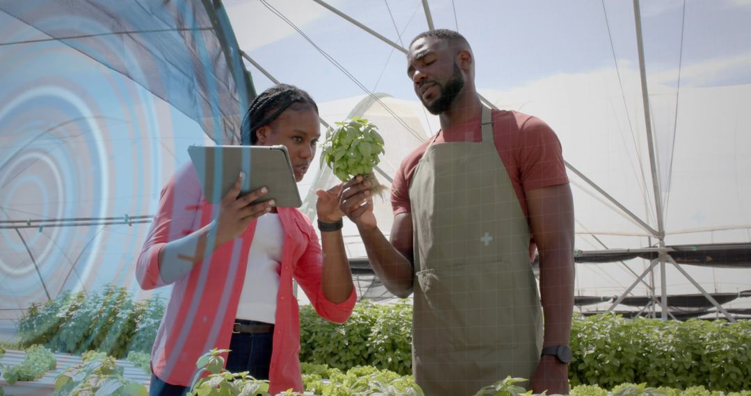 Horticulturalists Analyzing Basil Plants in Greenhouse with Digital Tablet