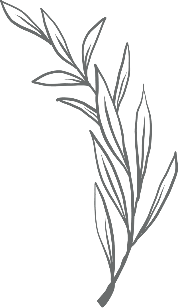 Taupe Botanical Branch Illustration on Transparent Background