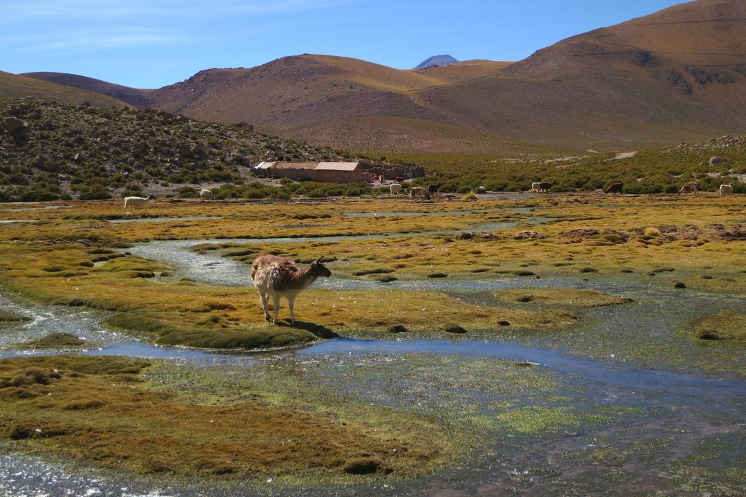 Llama Grazing amidst Stunning Altiplano Landscape in South American Highlands - Free Images, Stock Photos and Pictures on Pikwizard.com