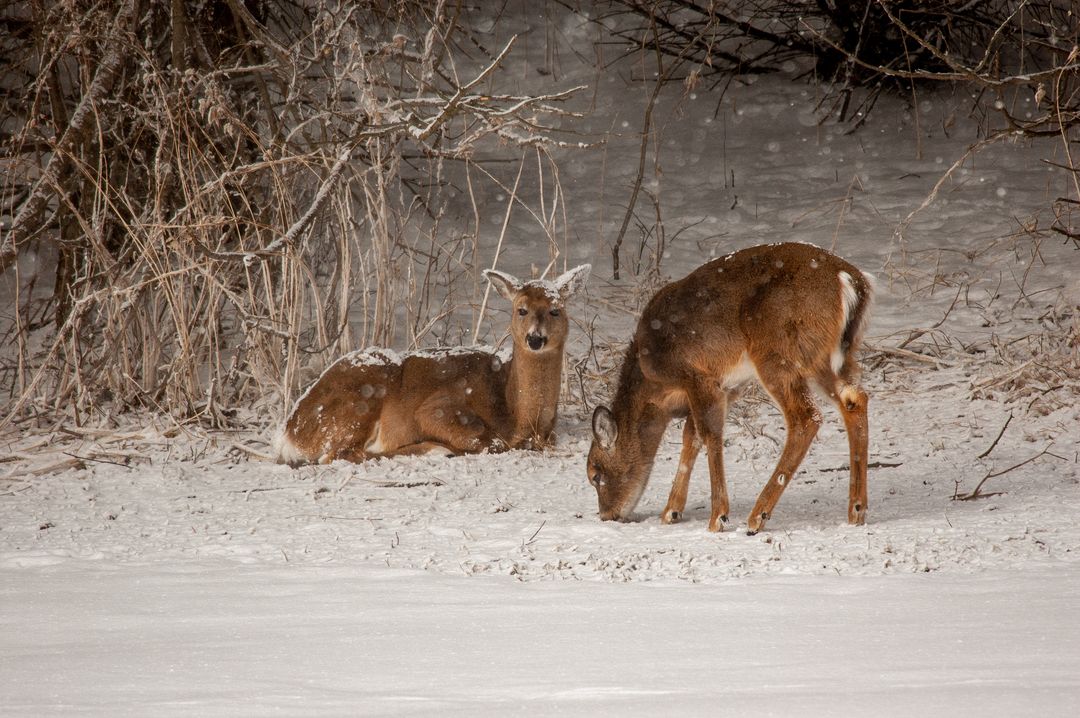 White-tailed Deer Resting and Foraging in Snowy Winter Forest Edge