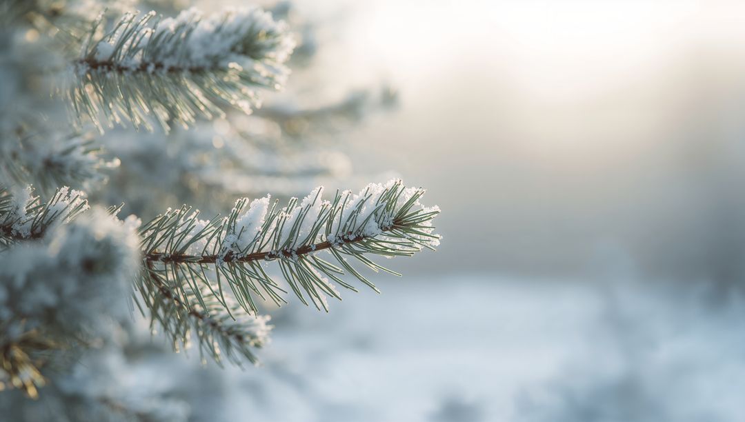 Frost-covered pine branch sparkling with ice crystals in soft winter morning light