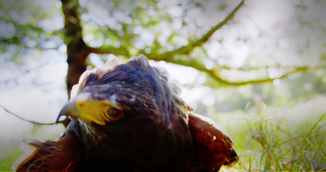 Close Up of Eagle in Forest Illuminated by Sunlight