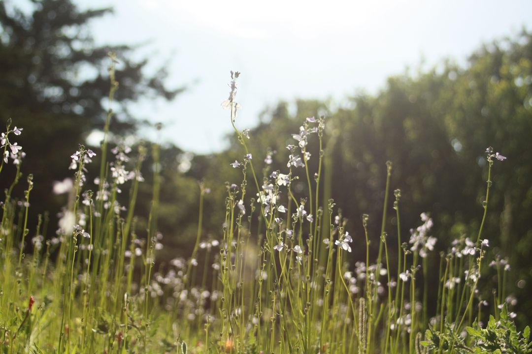 Wildflowers Blooming in Morning Sunlight in Meadow - Free Images, Stock Photos and Pictures on Pikwizard.com