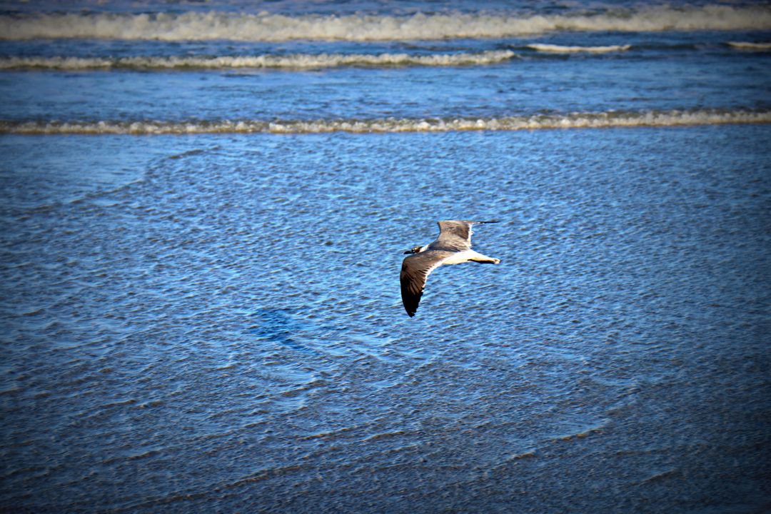 Albatross Bird Aquatic bird - Free Images, Stock Photos and Pictures on Pikwizard.com
