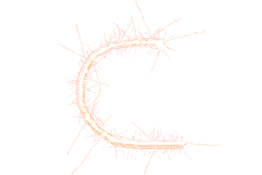 Decorative Letter C on Transparent Background with Furry Design