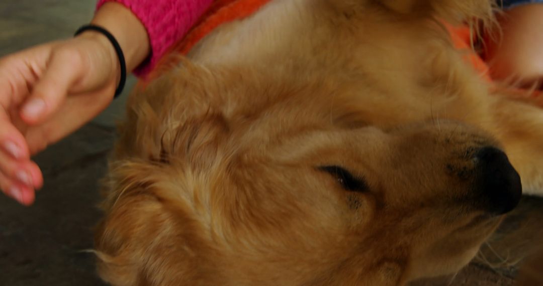 Close-Up of Golden Retriever Relaxing Indoors - Free Images, Stock Photos and Pictures on Pikwizard.com
