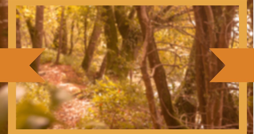 Orange Framed Forest Pathway with Autumn Foliage