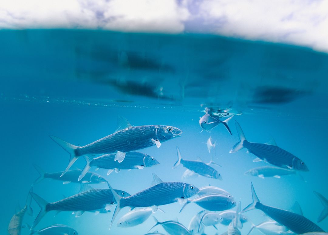 School of bonefish in tranquil turquoise waters small fish