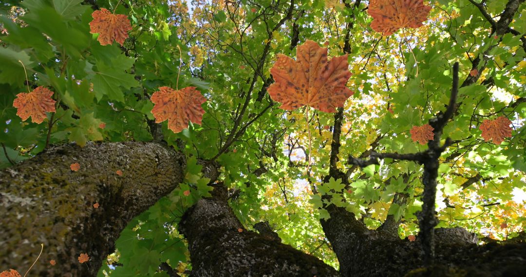 Autumn Leaves Falling in Forest Canopy with Sunlight