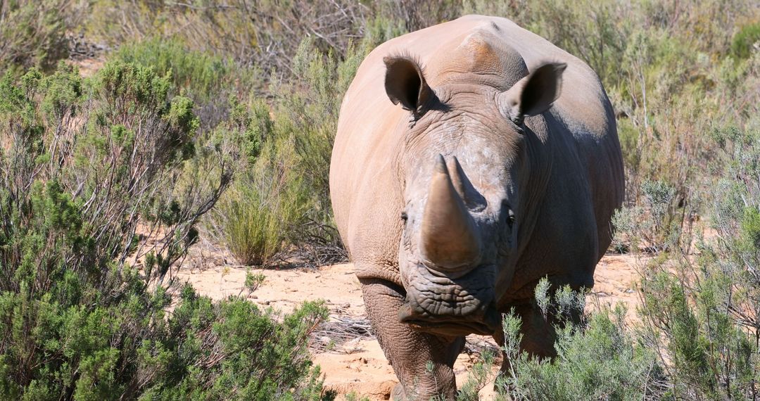 A large rhinoceros stands prominently in a natural habitat with dry grass and shrubbery - Free Images, Stock Photos and Pictures on Pikwizard.com