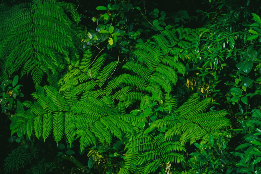 Dense Green Ferns and Foliage in a Vibrant Forest - Free Images, Stock Photos and Pictures on Pikwizard.com