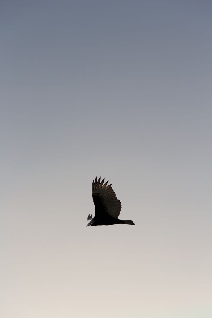 Solitary vulture soaring across soft gradient dusk sky with outstretched wings
