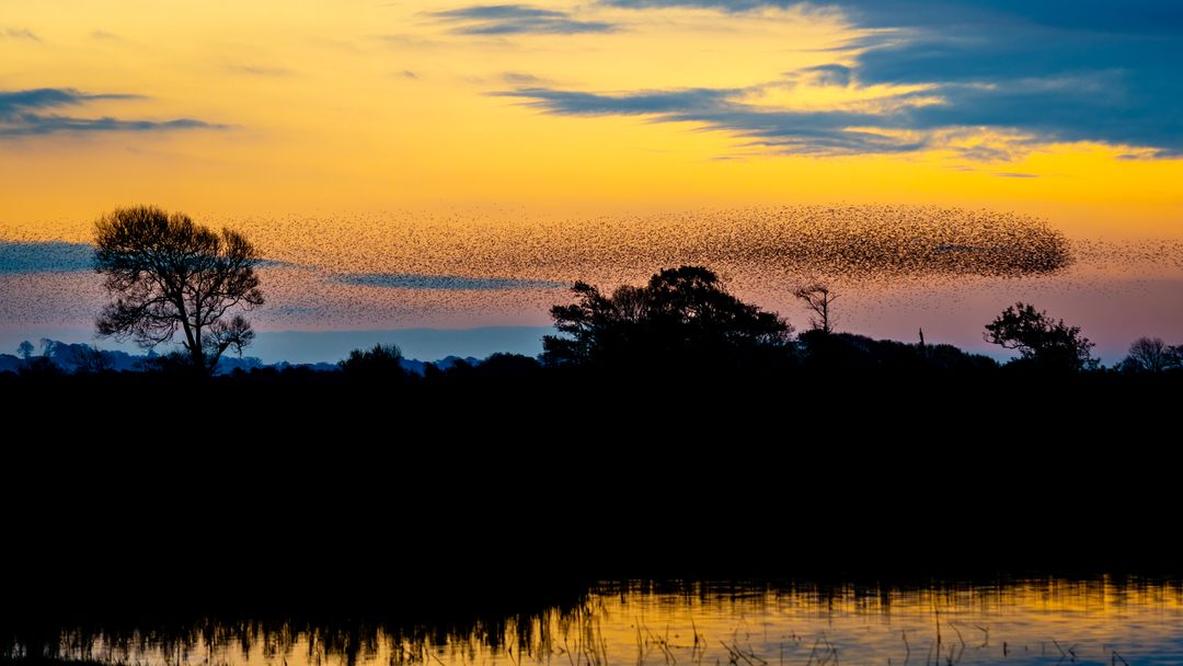 Epic Bird Murmuration at Dusk Over Serene Wetlands