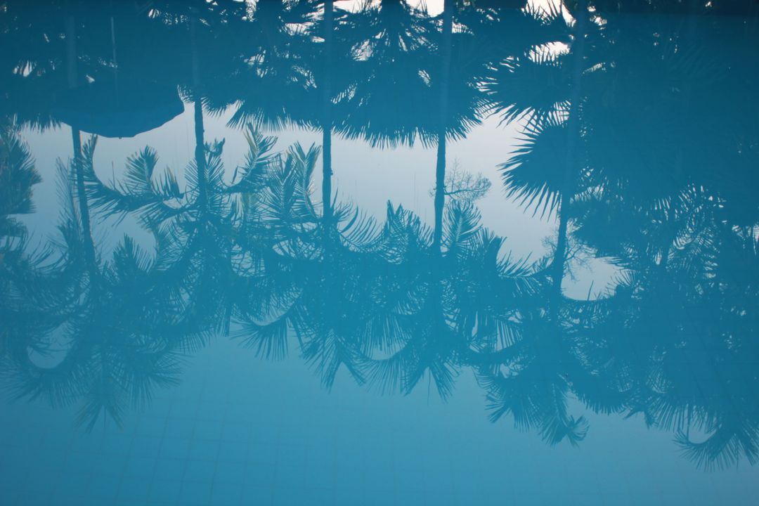 Palm Tree Reflections in Serene Pool - Free Images, Stock Photos and Pictures on Pikwizard.com