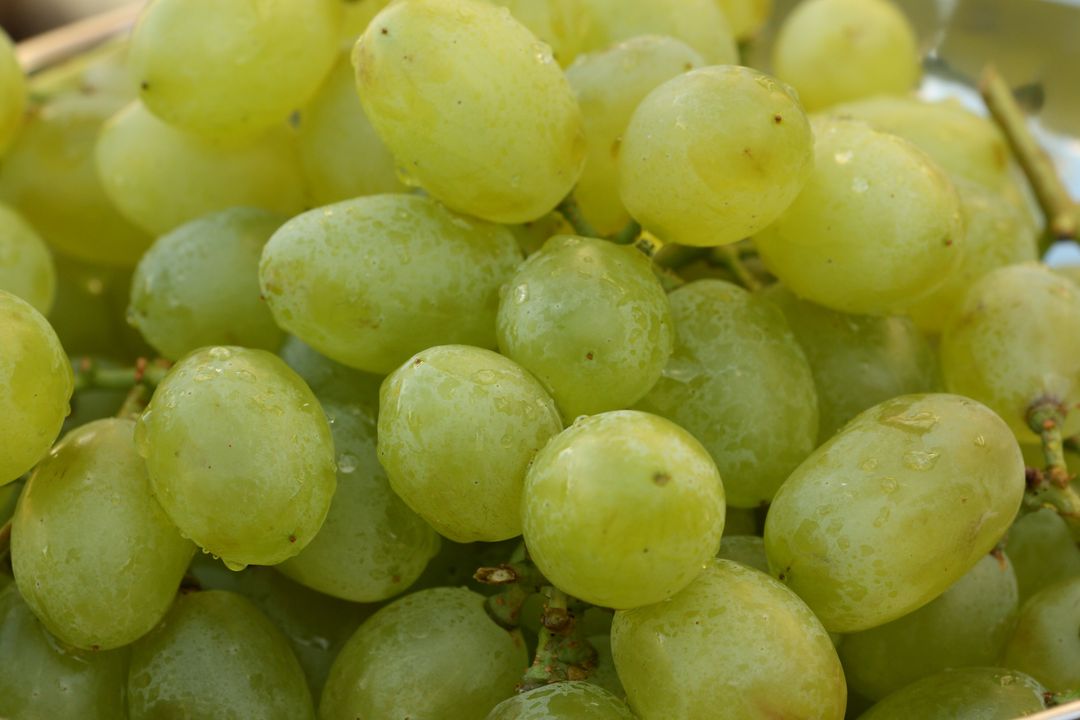 Fresh Green Grapes with Water Droplets - Free Images, Stock Photos and Pictures on Pikwizard.com