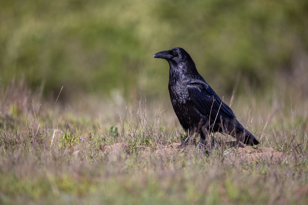 Majestic Raven in Natural Grassland Habitat