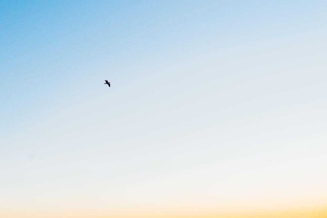 Solitary Bird Flying in Clear Blue Sky at Sunset - Free Images, Stock Photos and Pictures on Pikwizard.com