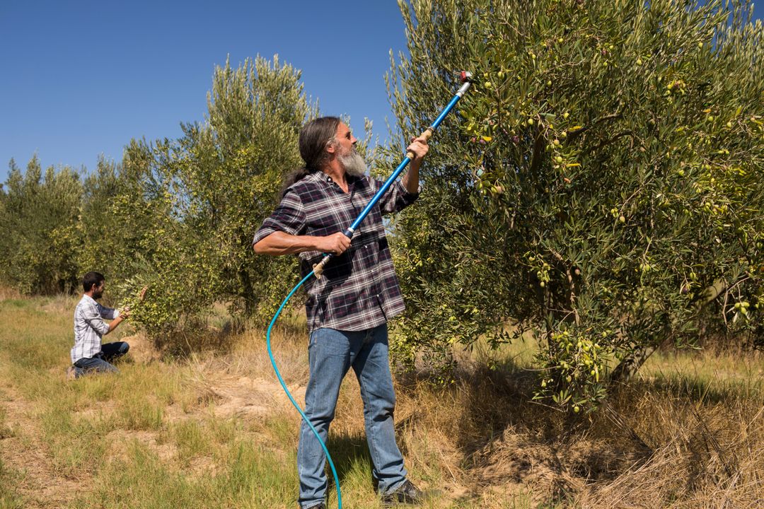 Men using olive picking tool while harvesting - Free Images, Stock Photos and Pictures on Pikwizard.com