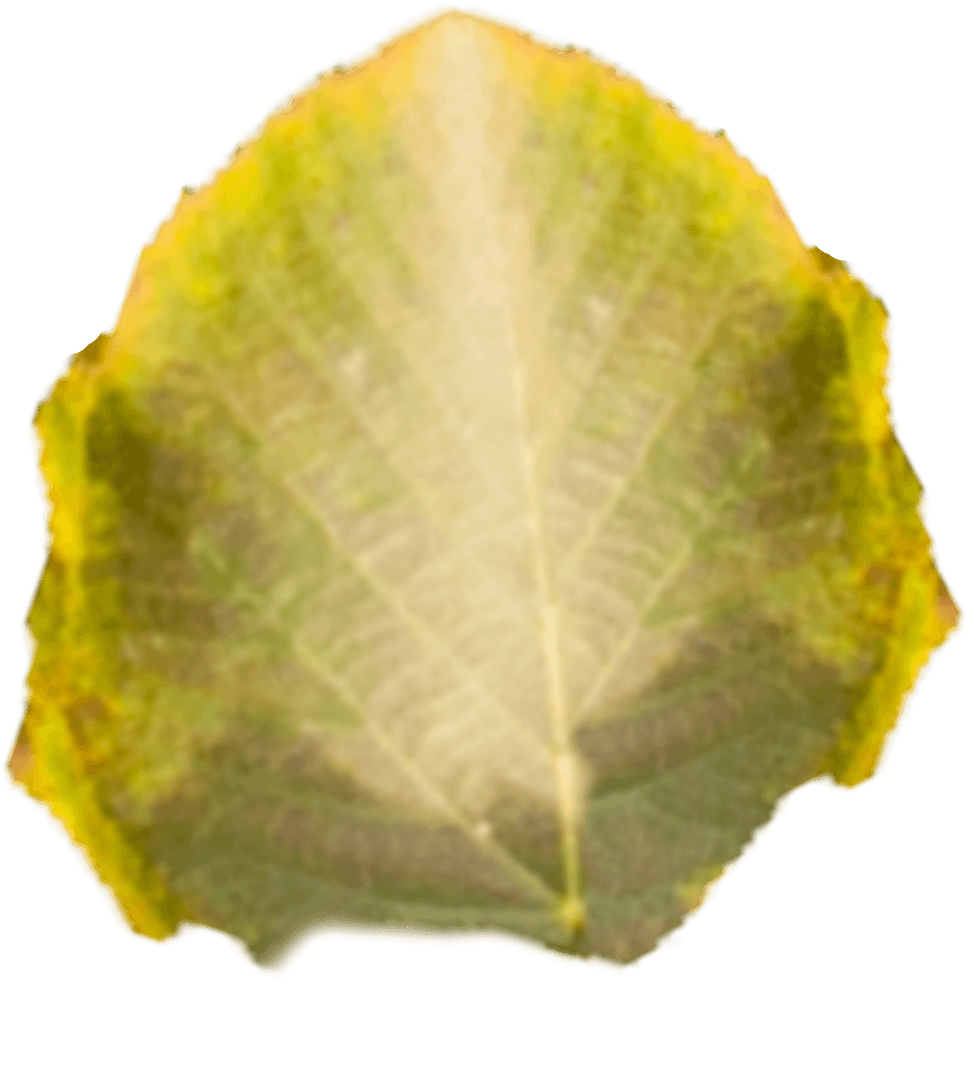 Close-Up Transparent Autumn Leaf Veins Detail