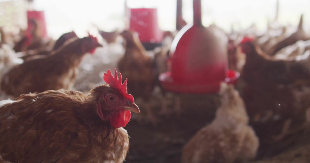 Free-range Chickens in Barn with Red Feeders Under Soft Light